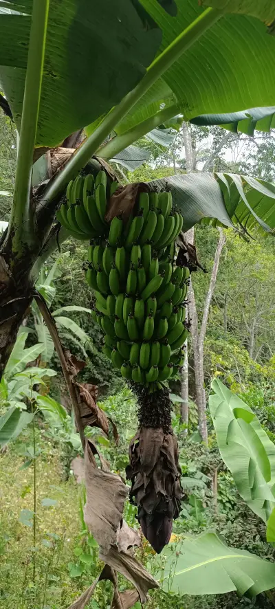 Finca en venta en Lourdes - foto 5