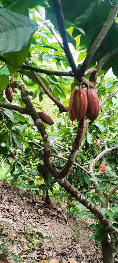 Se vende finca en lourdes norte de santander