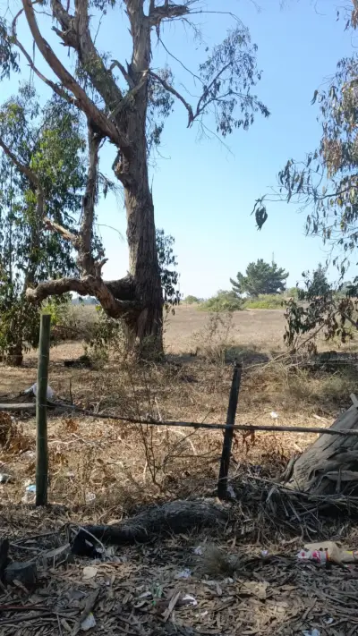 Venta terreno – 25.060 metros totales .Algarrobo