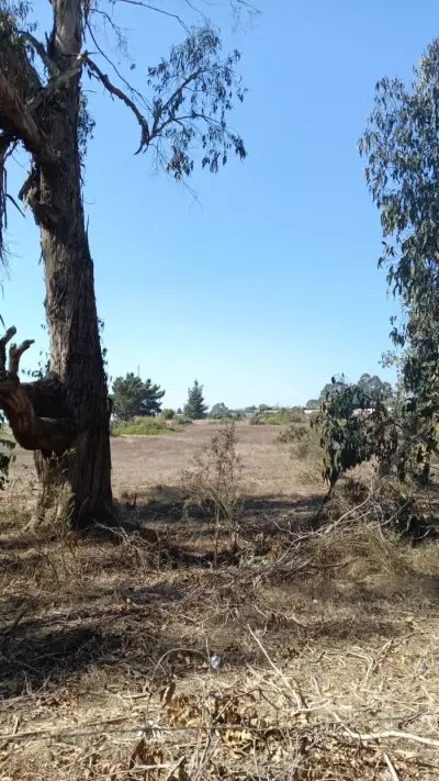 Terreno/sitio en venta en Algarrobo - foto 5