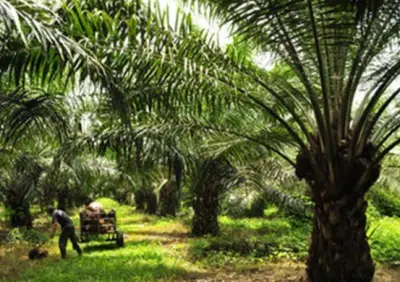 Finca agroindustrial de 1.000 hectareas en venta
