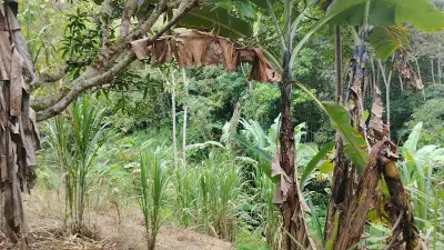 Finca en venta en Yolombo - foto 2