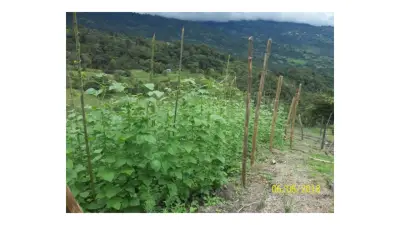 Finca en venta en Quipile - foto 4